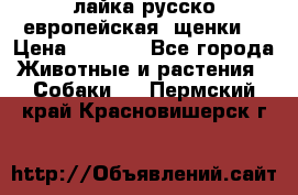 лайка русско-европейская (щенки) › Цена ­ 5 000 - Все города Животные и растения » Собаки   . Пермский край,Красновишерск г.